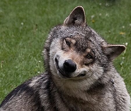 slywolf.jpg