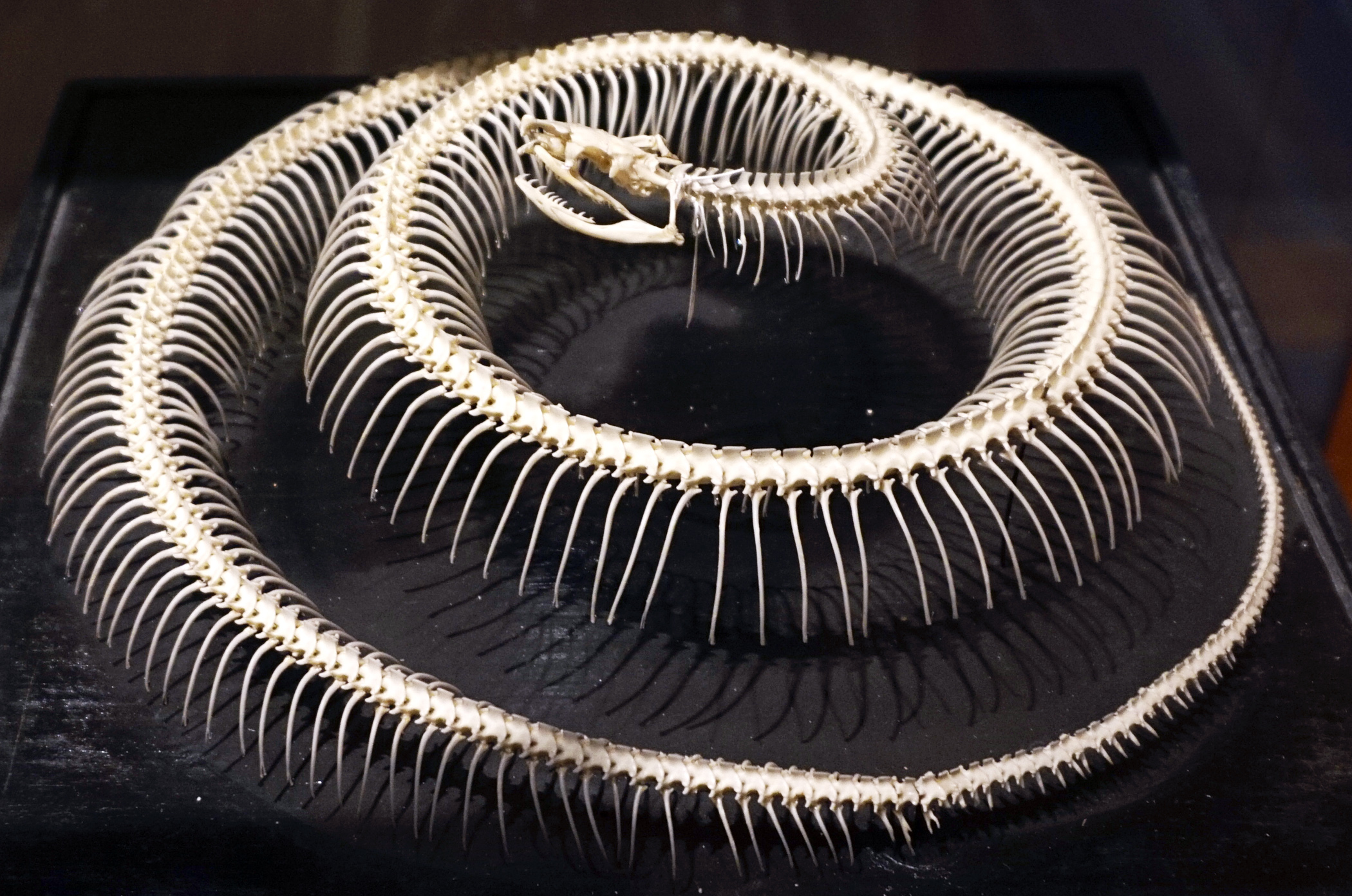 Snake_skeleton_3.jpg