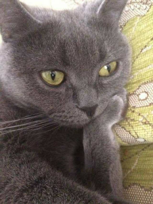 sofa_thunking_cat.jpg