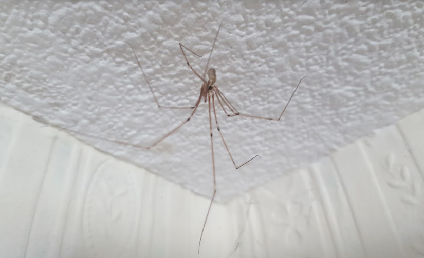 spider.PNG
