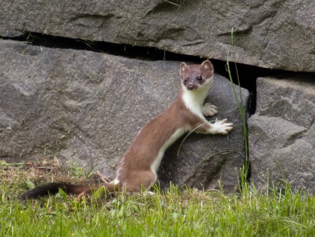 stoat__i_really_love_this_wall_by_tomitapio.jpg