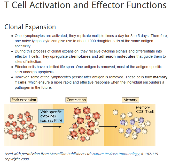 t cell heart2.png