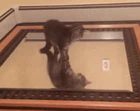 t9fserg9fse9669.gif