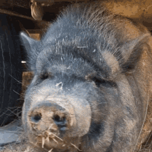 tenor-4.gif