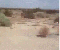 tenor (9).gif