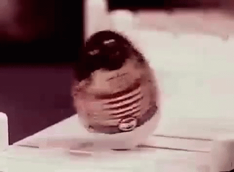 tenor.gif