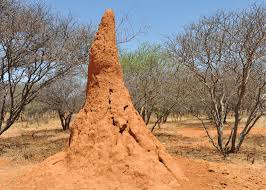 termite.jpg