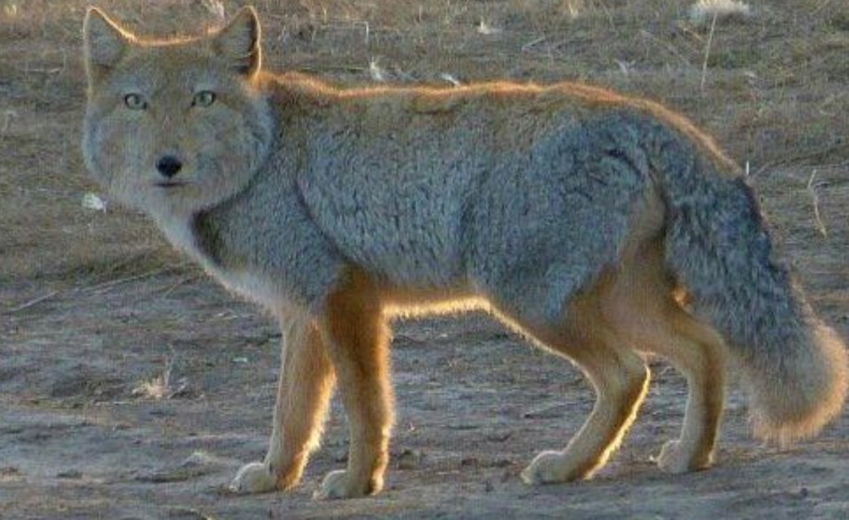 tibetan sand fox.jpg