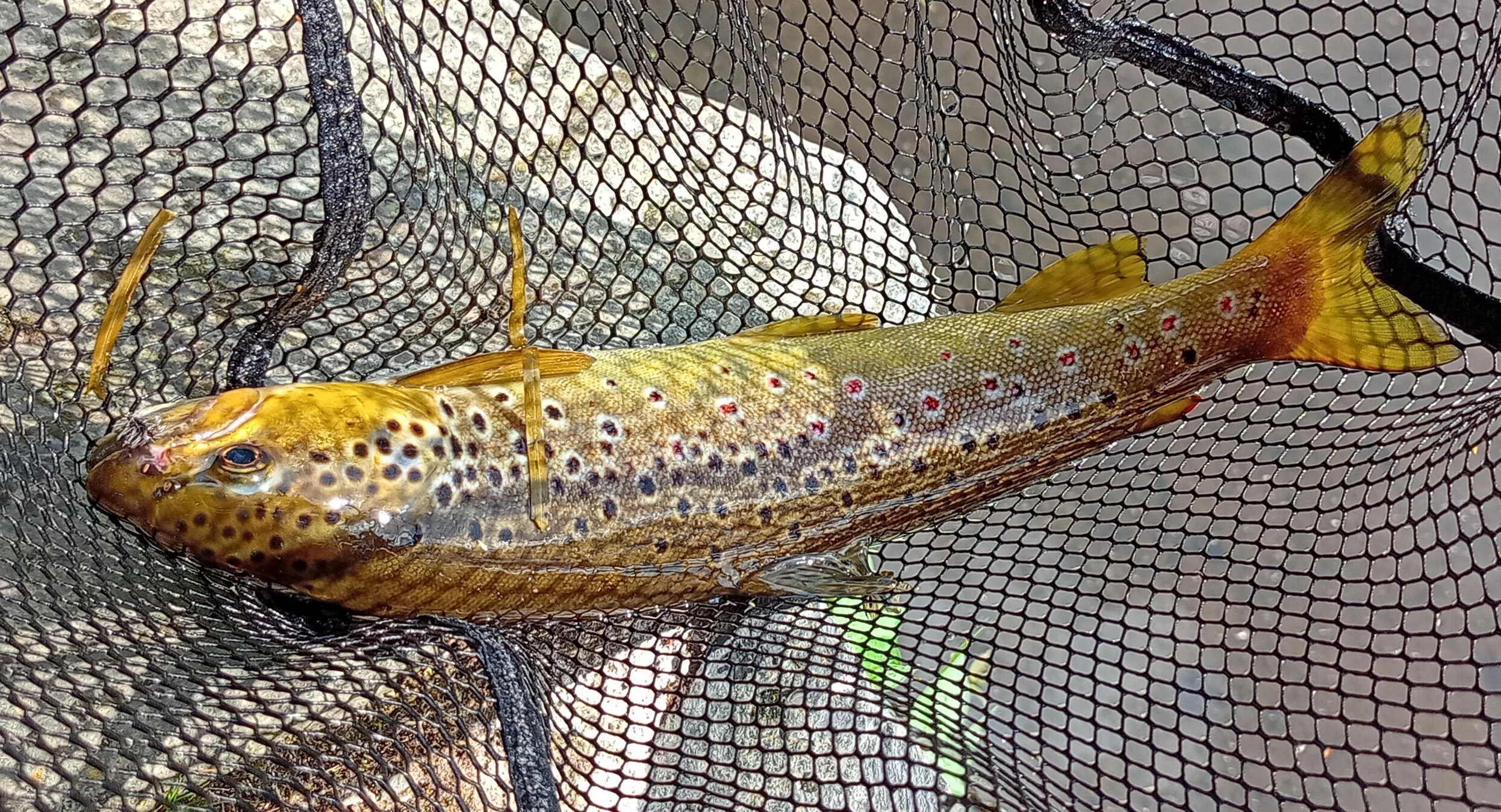 trout.webp