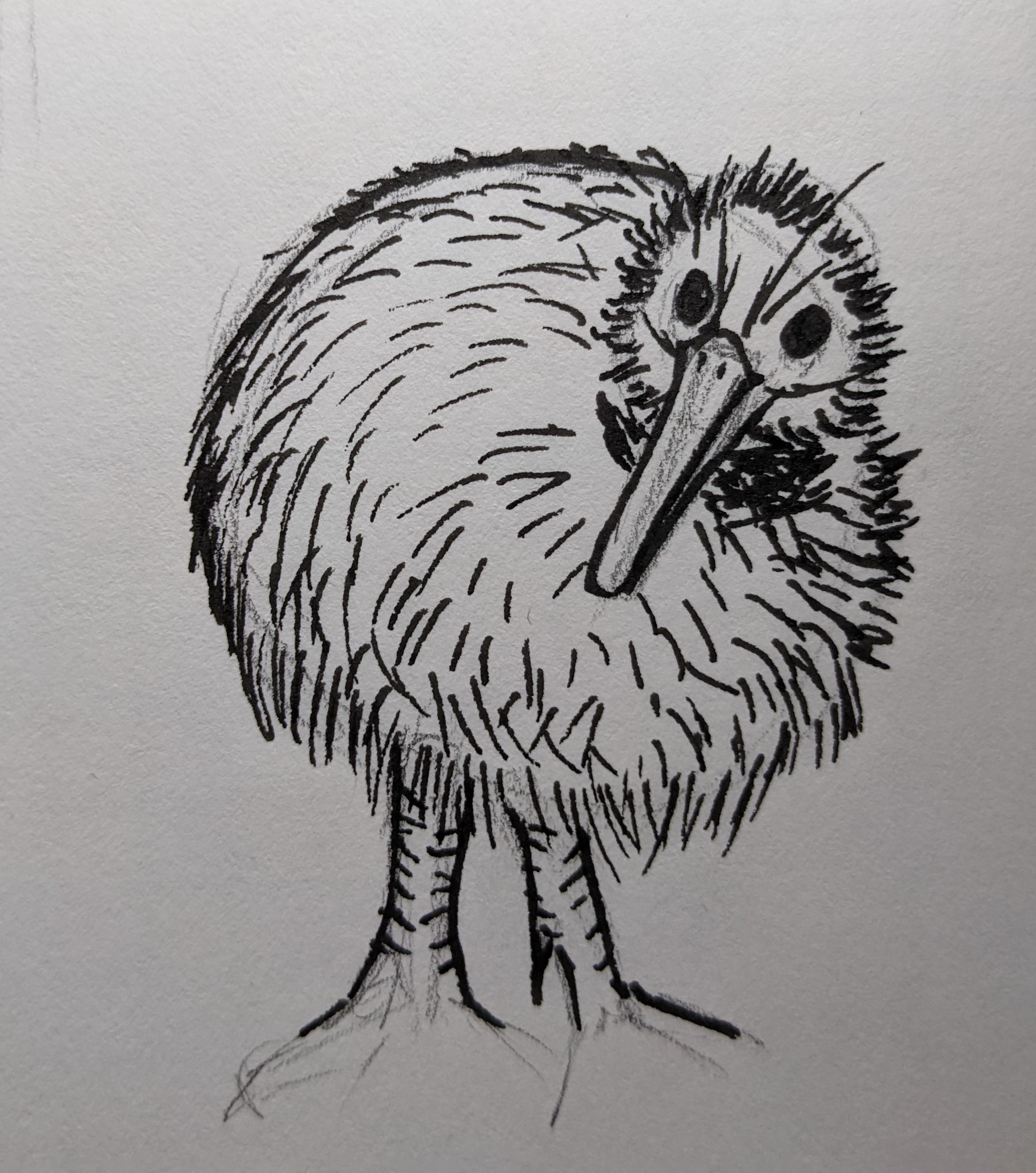 unfinished kiwi.jpg