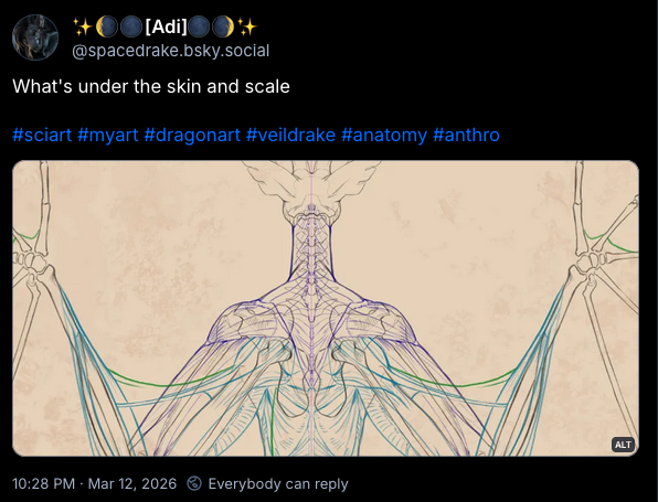 veil anatomy.png