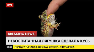 vicious frog attack in russia.png