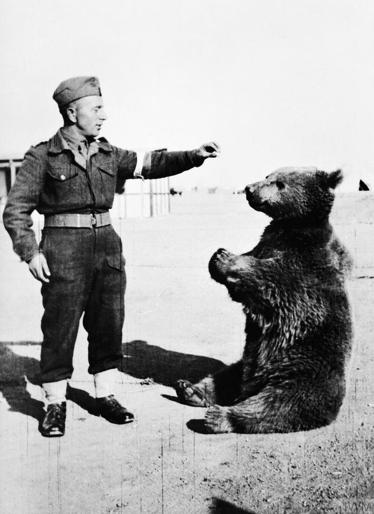 wojtek the battle bear.jpg