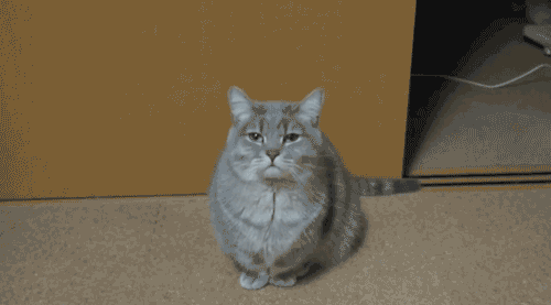 Yawning Cat.gif