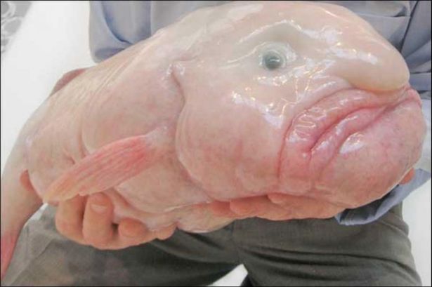 ZayneBlob-fish.jpg