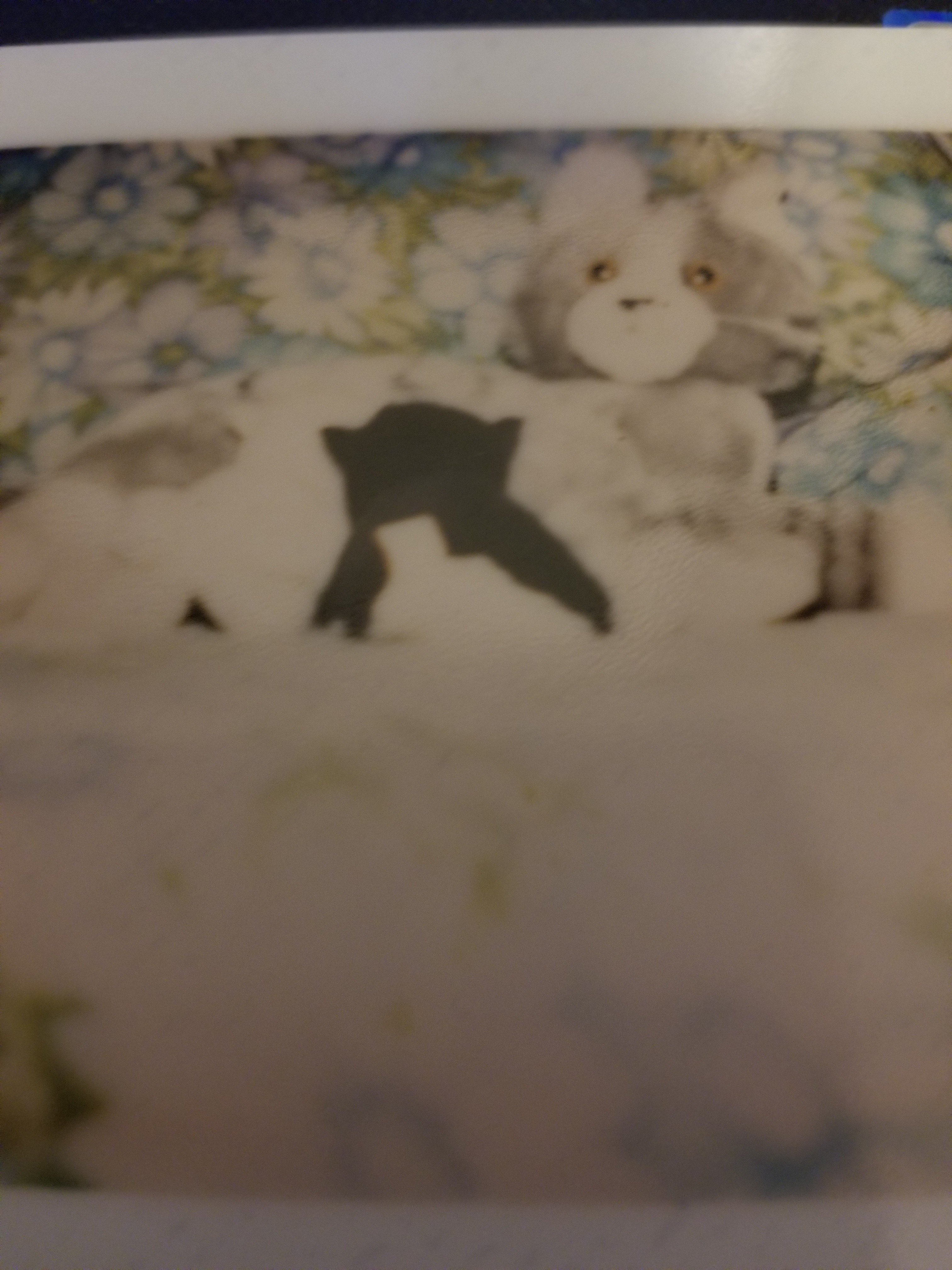 catcurse.jpg