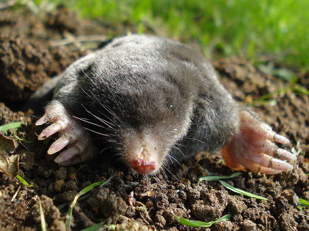 Mr_Mole.jpg