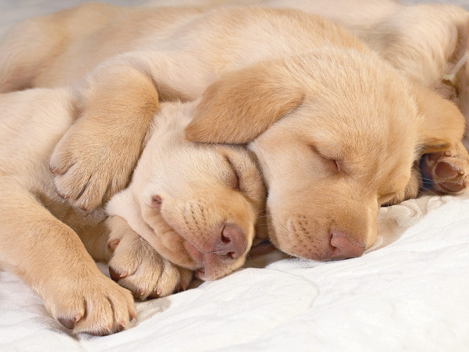 sleepingpuppyspooning.jpg