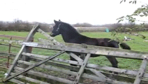 P63tEev.gif