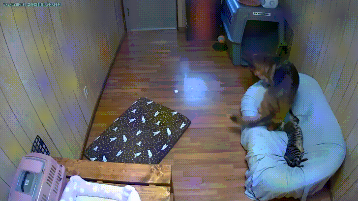 4wJd70H.gif