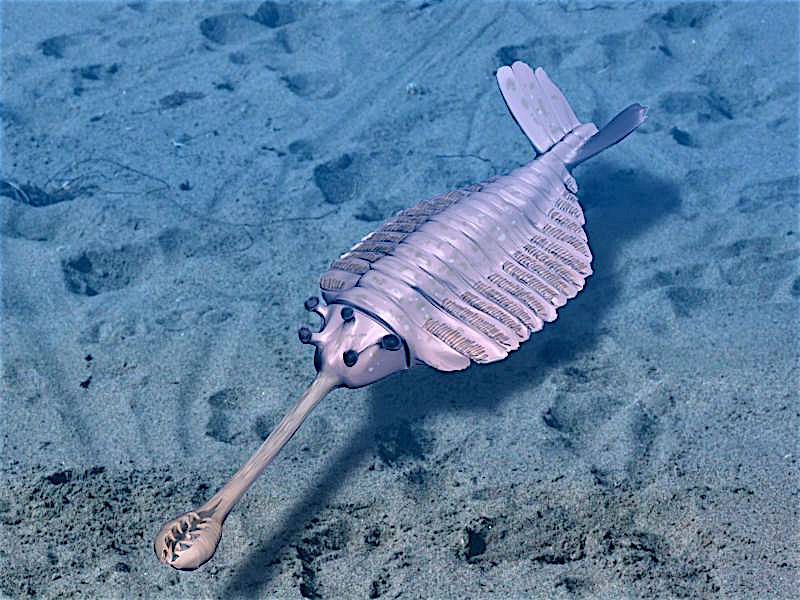 Opabinia_BW2.jpg