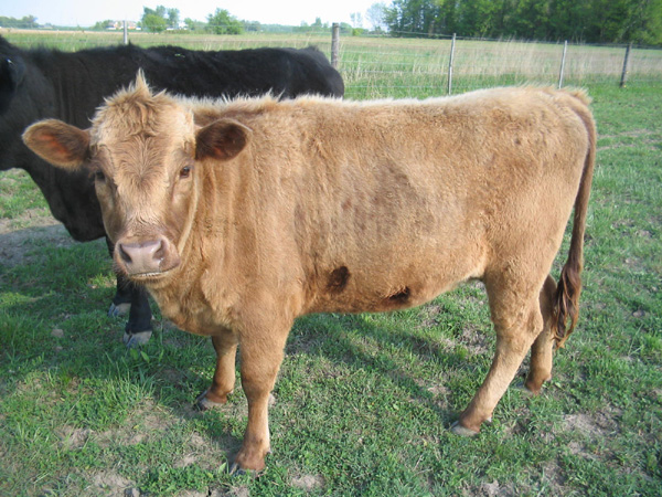 Red_Dexter_Heffer.jpg