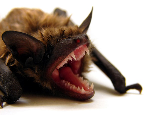 Bat-Smile.jpg