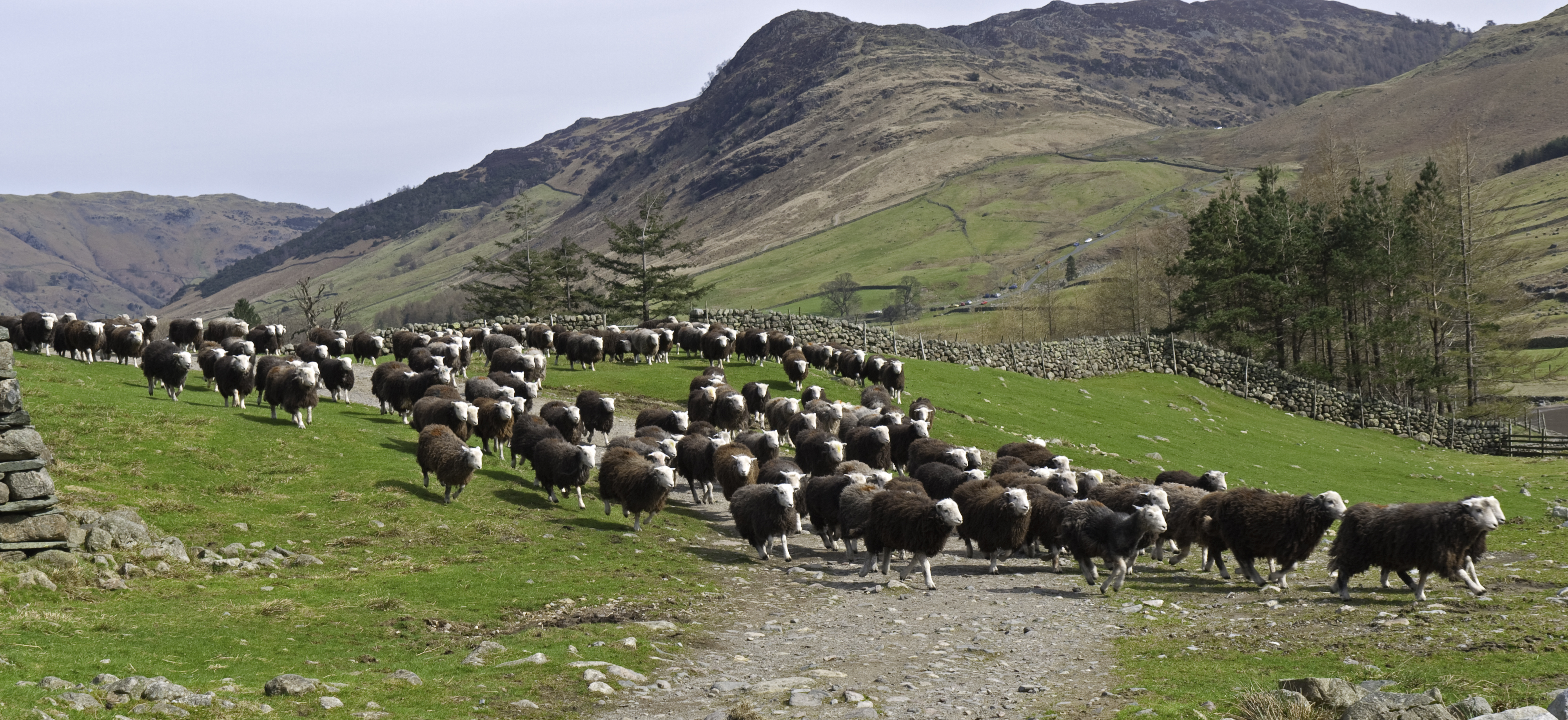 Herdwick_Stampede.jpg