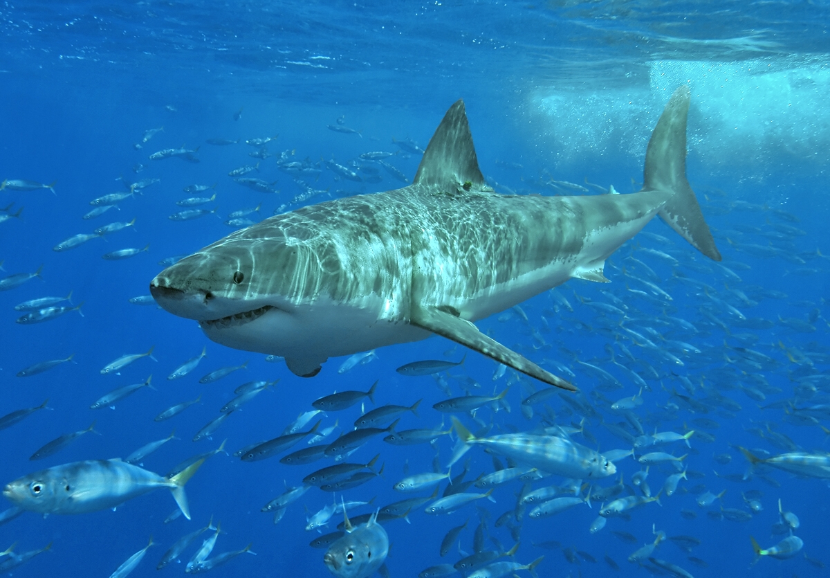 White_shark.jpg