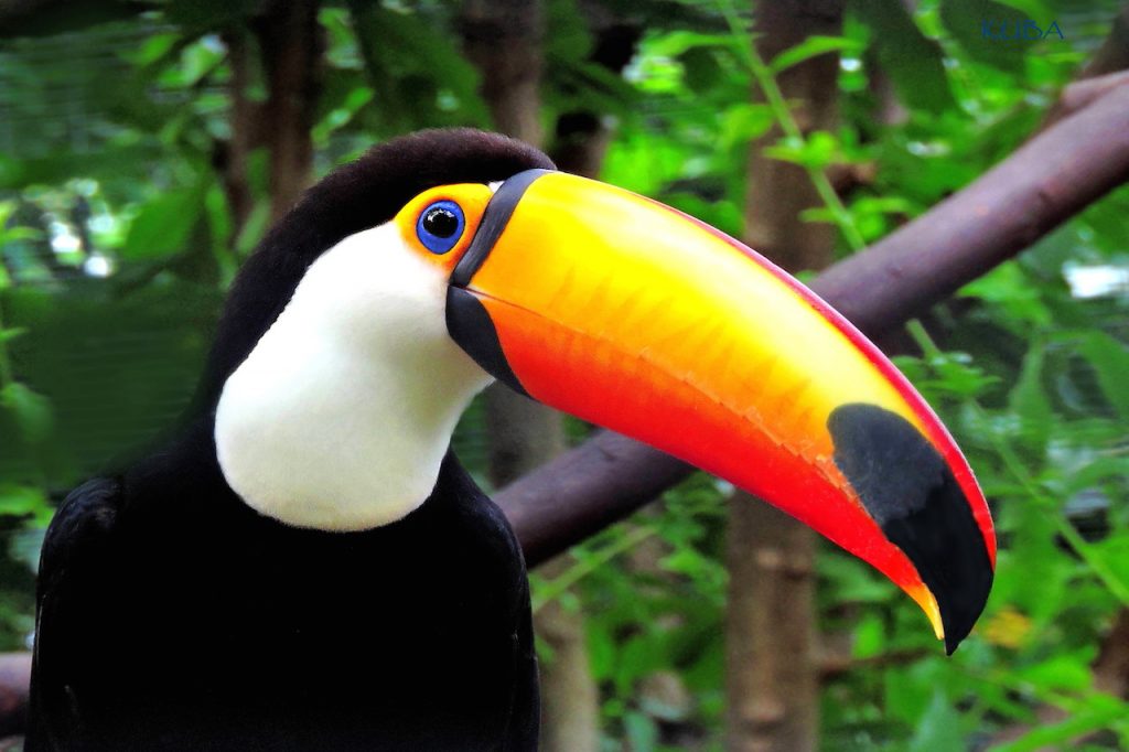 TOCO-TOUCAN-11-13-14-017a85Tt-1024x682.jpg