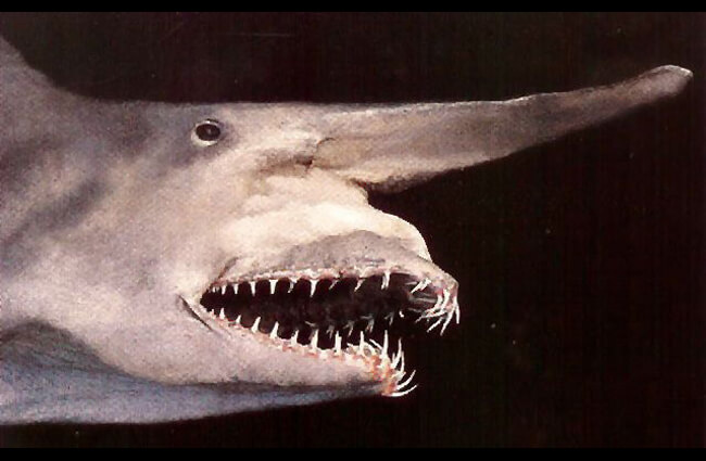 Goblin-Shark-2.jpg