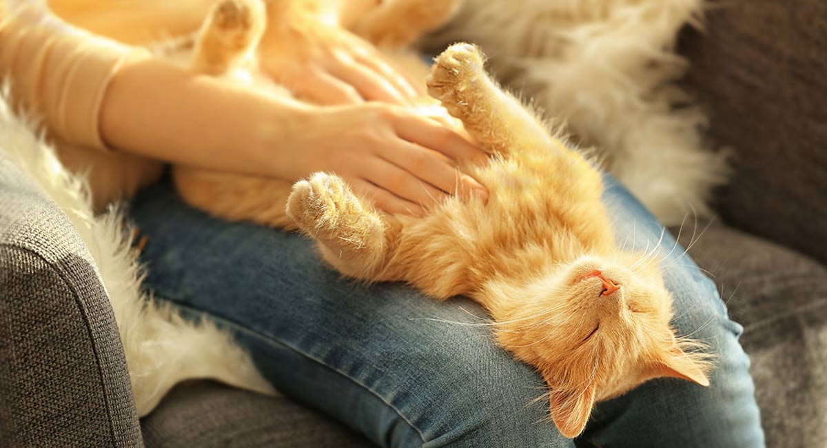 belly-rub.jpg
