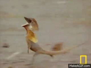 3QsB.gif