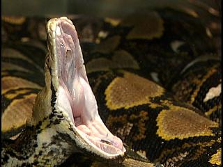 Snake1213.jpg