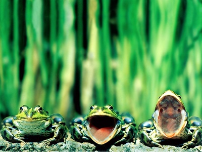 group-frogs.jpg
