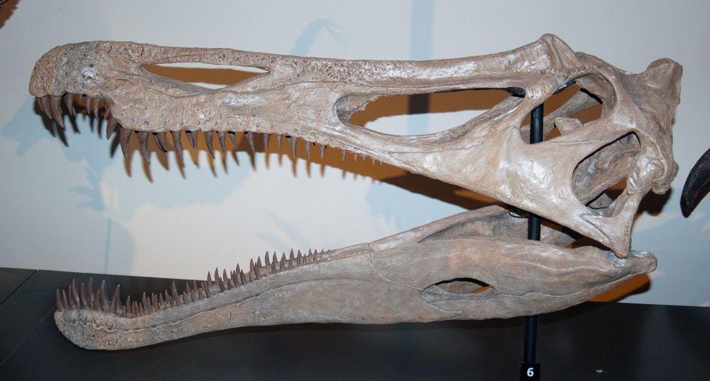Suchomimus_skullcast_aus.jpg