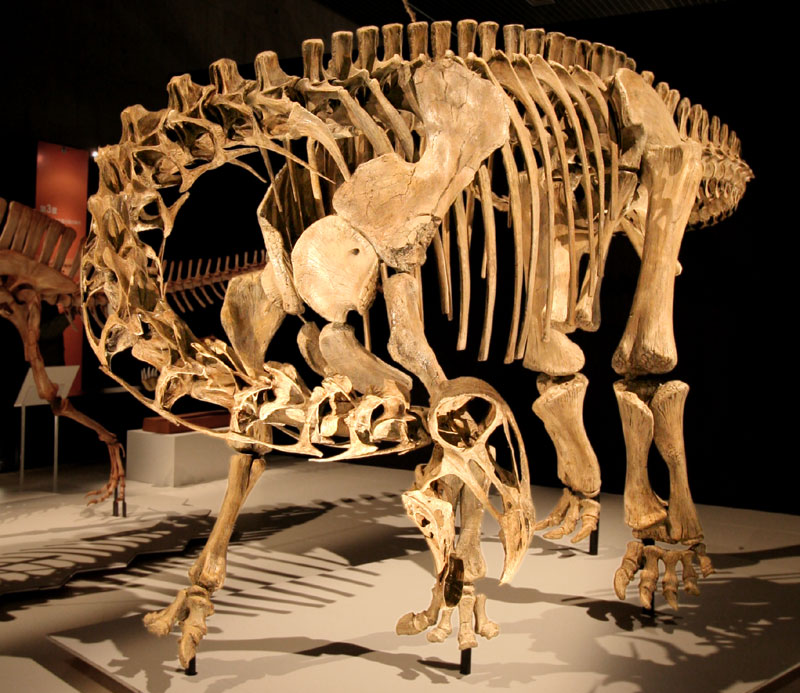Nigersaurus_mount.jpg
