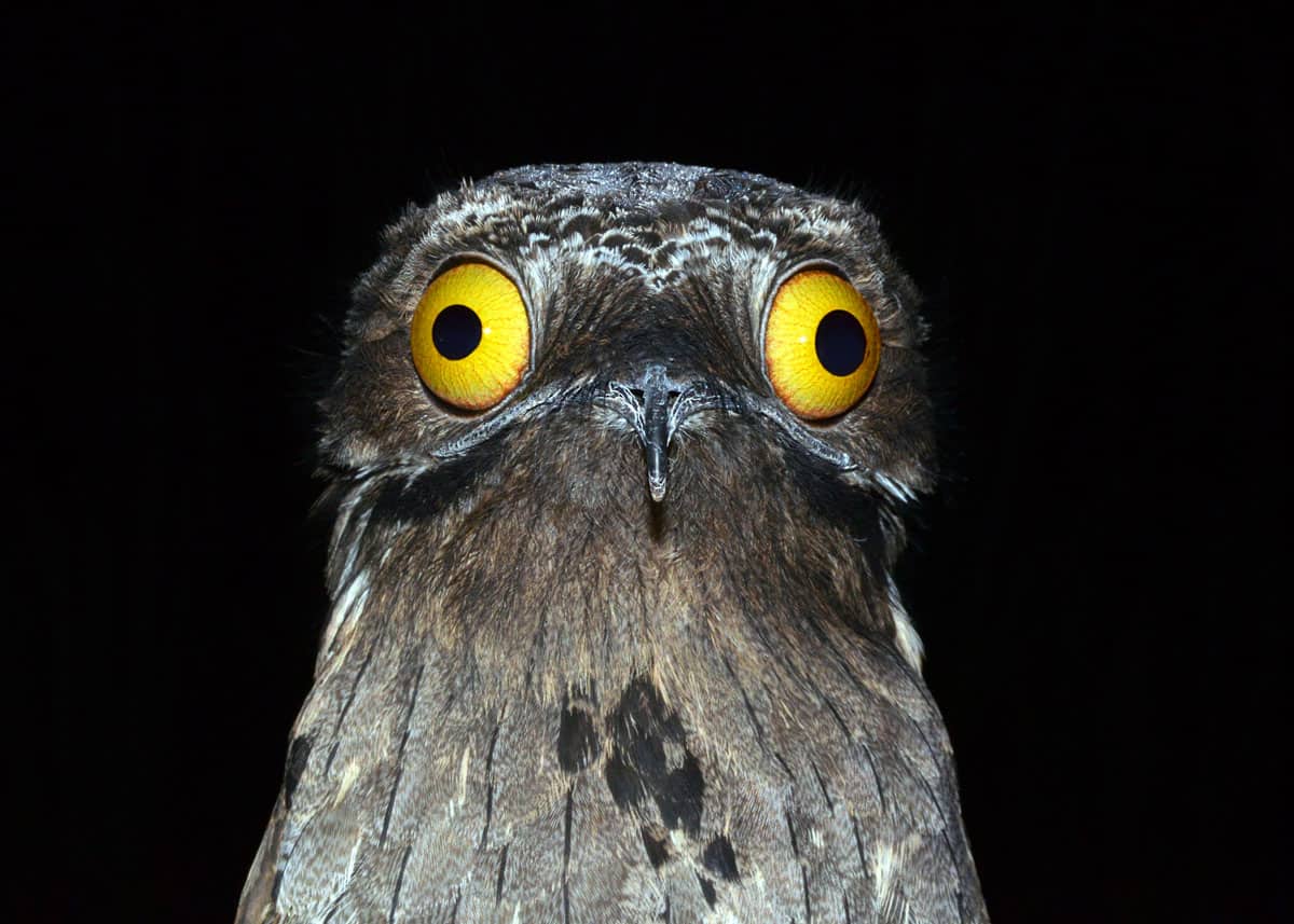 potoo.jpg