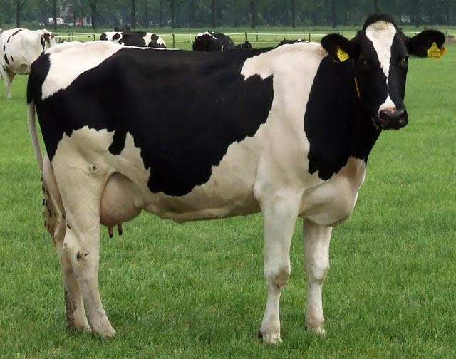 hf-cow-1026945.jpg