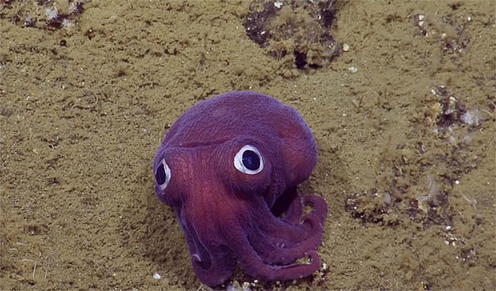 stubby-squid-googly-eyes-3a.jpg