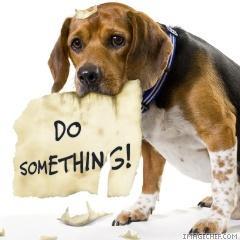 sad-dog-2.jpg