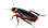 wpml_roach.png