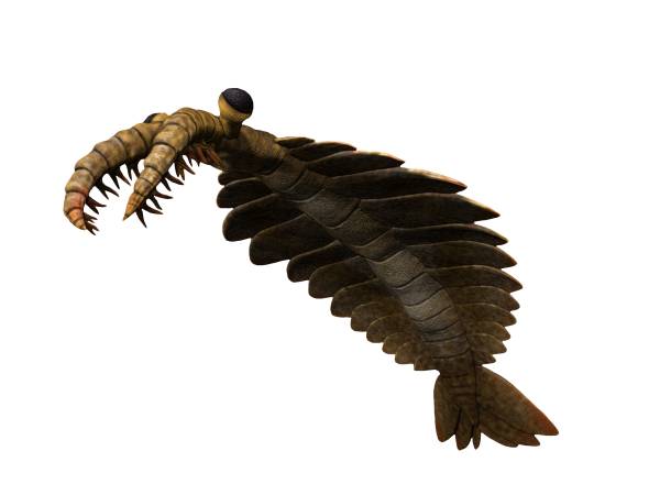 Anomalocaris_NT_small.jpg