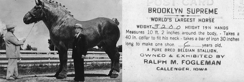 e9c4x-largest-horse-2.jpg