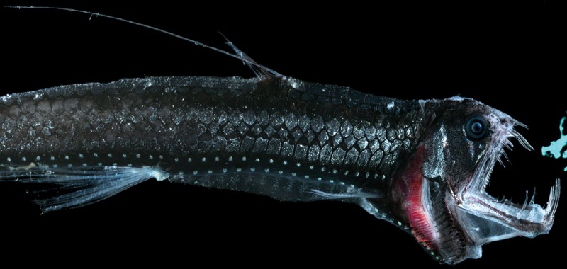 viperfish.jpg