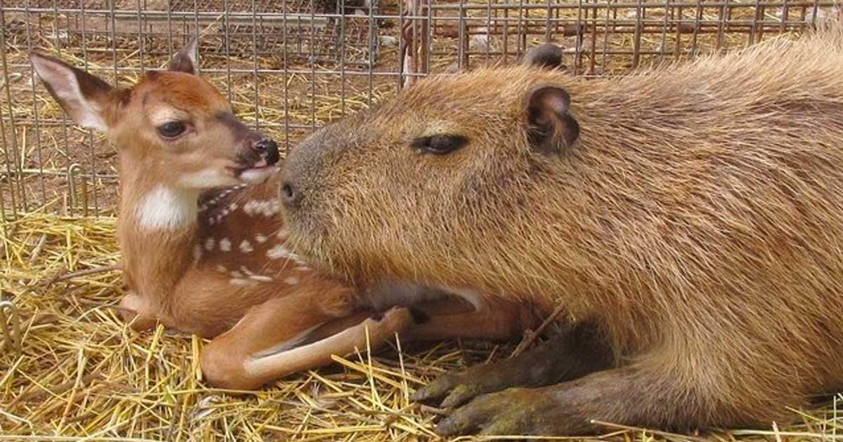 capybara_mean_featured.jpg