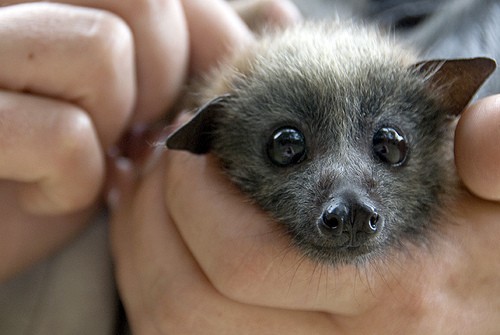 get-bats-out-baby-bat.jpeg