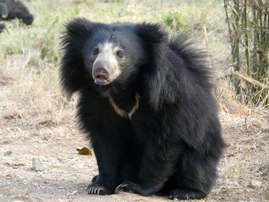 Indian-Sloth-bear.jpg