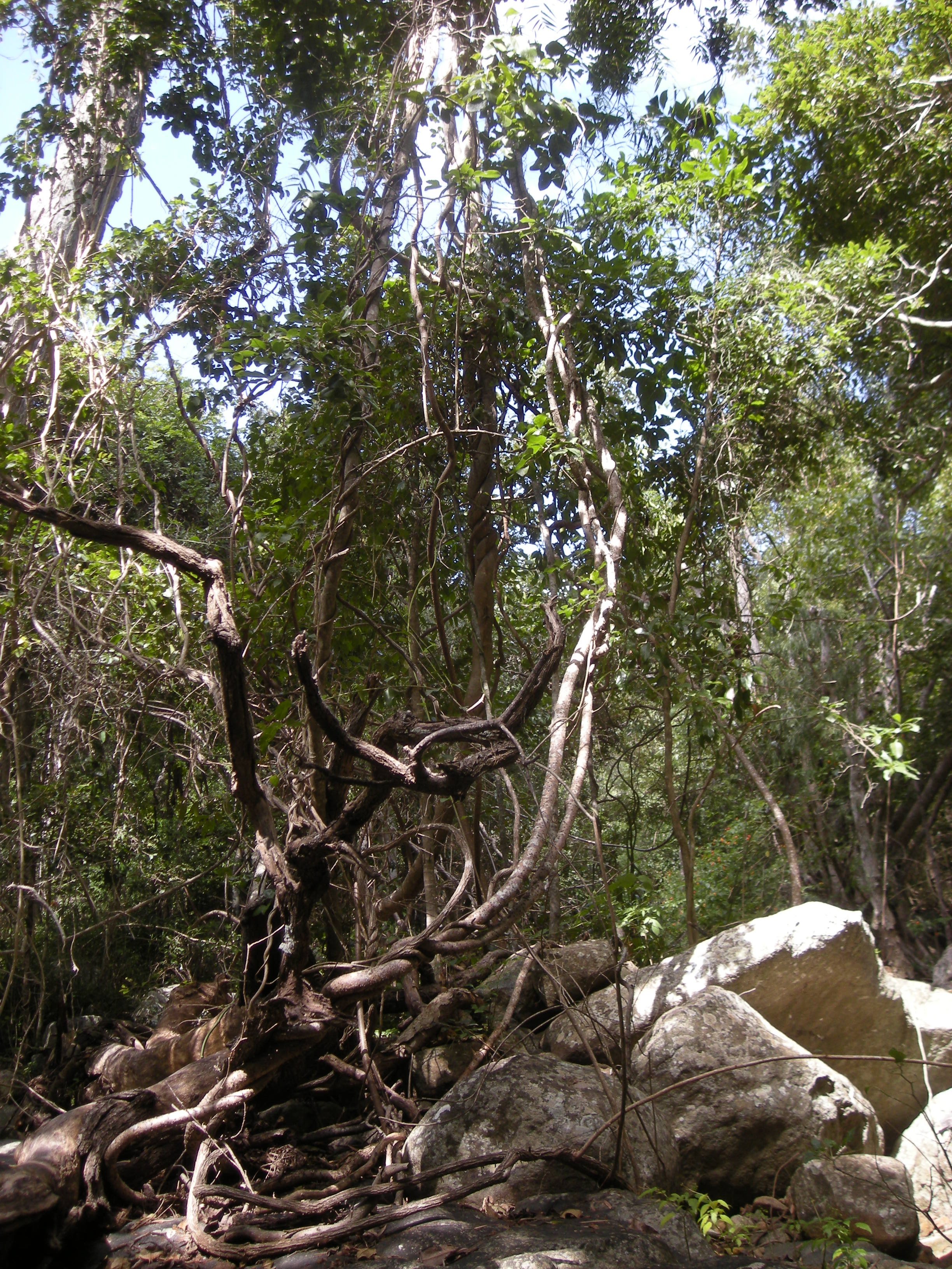 Lianas.jpg