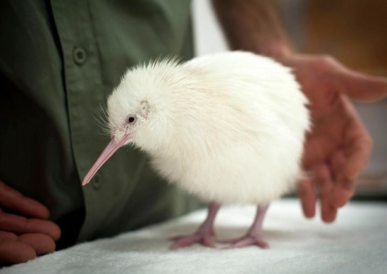 whitekiwi-558x395.jpg